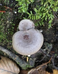 Lactarius mammosus
