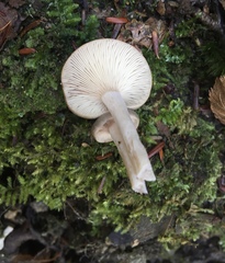 Lactarius mammosus