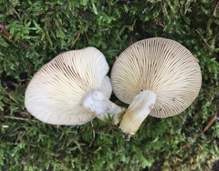 Lactarius mammosus