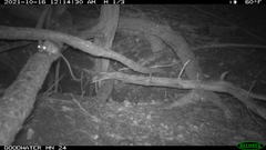 Peromyscus attwateri