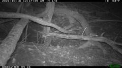 Peromyscus attwateri