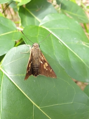 Trapezites symmomus