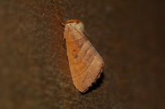 Datana major