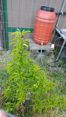 Prunus persica nucipersica