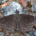 Common Sootywing - Photo (c) arapp5, some rights reserved (CC BY-NC)