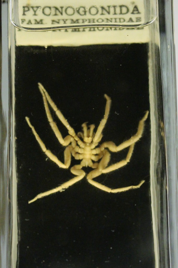 Nymphon hirtipes