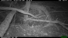 Peromyscus attwateri