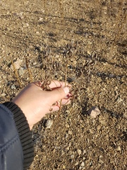 Astragalus davuricus