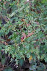 Quercus × heterophylla