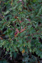 Quercus × heterophylla