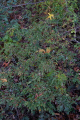 Quercus × heterophylla