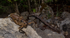 Nesoecia