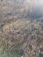 Astragalus davuricus