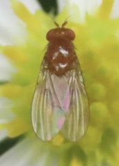 Physoclypeus coquilletti