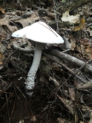 Amanita hygroscopica
