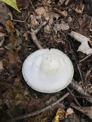 Amanita hygroscopica