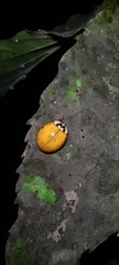 Harmonia axyridis