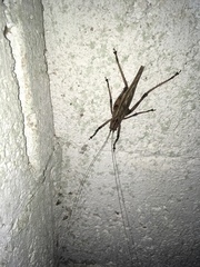 Ancistrocercus excelsior