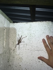 Ancistrocercus excelsior