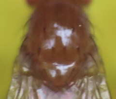 Physoclypeus coquilletti