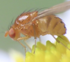 Physoclypeus coquilletti