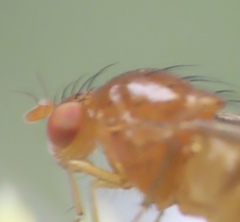 Physoclypeus coquilletti