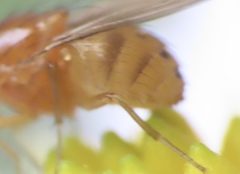 Physoclypeus coquilletti