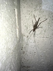 Ancistrocercus excelsior