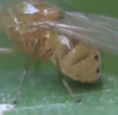 Physoclypeus coquilletti