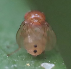 Physoclypeus coquilletti