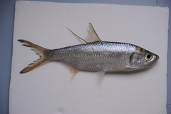 Megalops cyprinoides