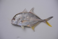 Caranx ignobilis