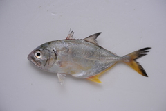 Caranx sexfasciatus