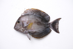 Acanthurus xanthopterus