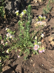 Phacelia brachyloba