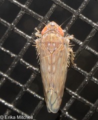 Osbornellus consors
