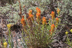 Castilleja flava flava