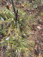 Xerophyllum asphodeloides