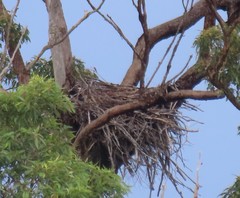 Haliaeetus leucogaster