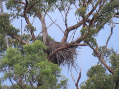 Haliaeetus leucogaster