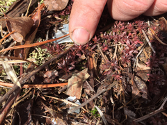 Pyxidanthera barbulata