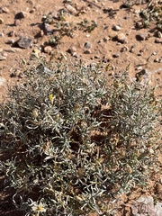 Zinnia acerosa