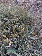 Conostylis candicans
