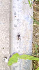 Camponotus mus
