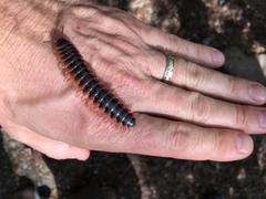 Apheloriini