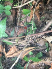 Aglaoctenus castaneus