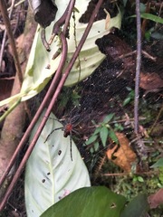 Aglaoctenus castaneus