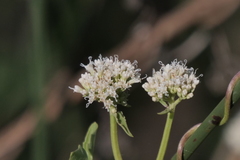 Mikania periplocifolia