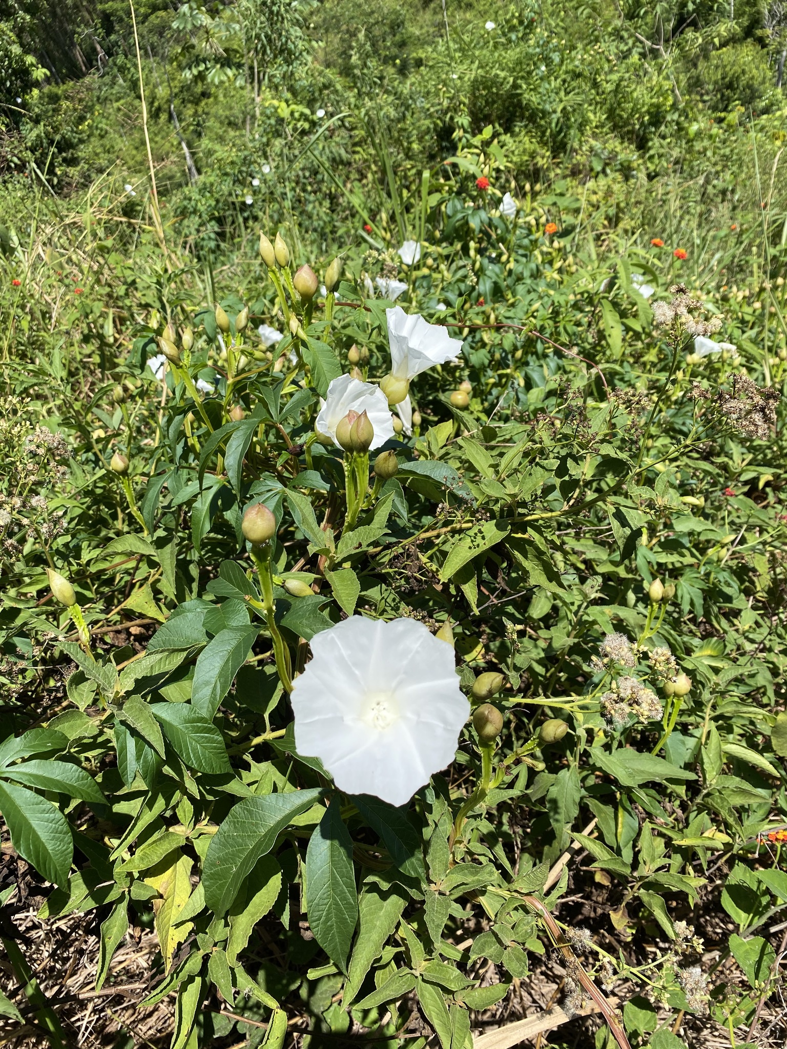 Imagem de Jalapa
