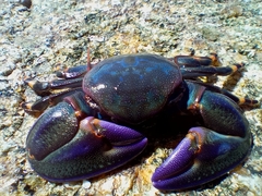 Petrolisthes violaceus